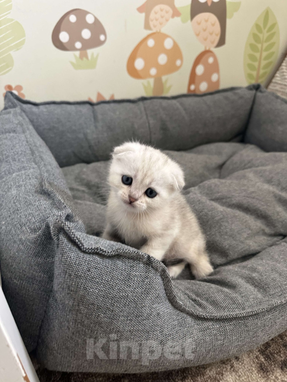 Кошки в Новороссийске: Шотландский котёнок мальчик Мальчик, 5 000 руб. - фото 3