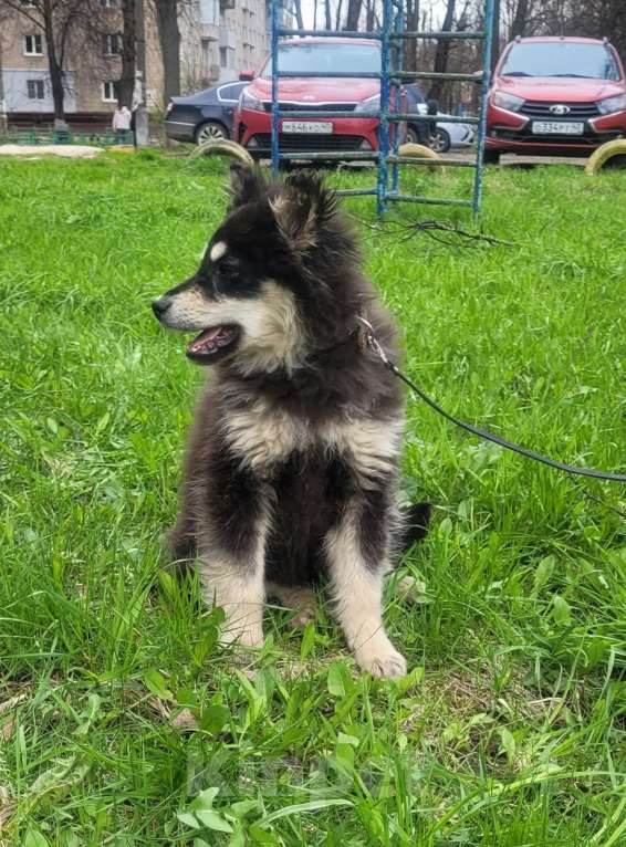 Собаки в Москве: Щенок 6 месяцев Бентли в добрые руки Мальчик, Бесплатно - фото 2