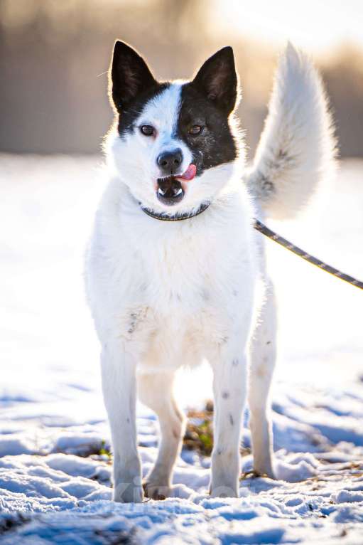 Собаки в Клине: Ласка — озорная попрыгунья Девочка, Бесплатно - фото 2