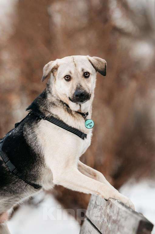 Собаки в Москве: Харизматичный Винсент ищет дом Мальчик, Бесплатно - фото 6
