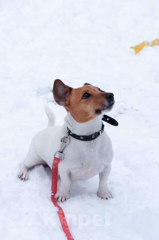 Собаки в Ногинске: Майло ждет свою семью в приюте Мальчик, Бесплатно - фото 2