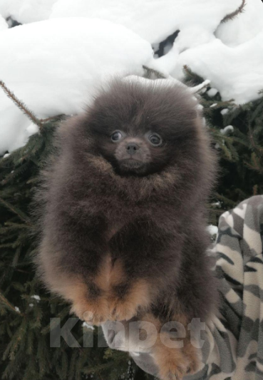 Собаки в Санкт-Петербурге: Мальчик мрамор Девочка, 30 000 руб. - фото 1