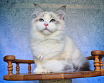 Кошки в Владивостоке: Невский маскарадный котенок Мальчик, Бесплатно - фото 2