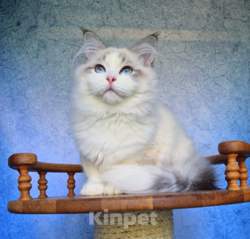Кошки в Владивостоке: Невский маскарадный котенок Мальчик, Бесплатно - фото 2