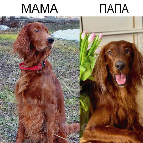 Собаки в Москве: Щенки Ирландского сеттера Разнополые, 60 000 руб. - фото 6