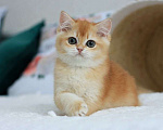 Кошки в Владивостоке: Роскошный британский котенок Мальчик, 150 000 руб. - фото 3