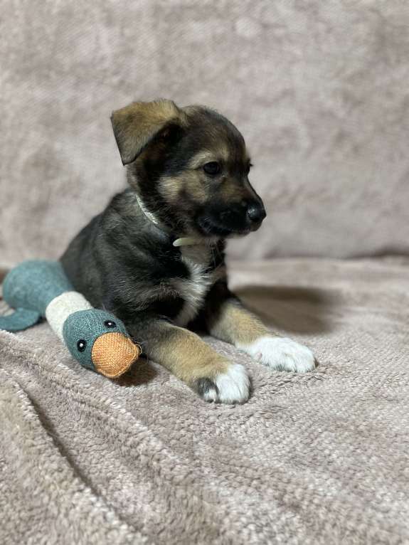 Собаки в Новосибирске: Щенок в добрые руки  Мальчик, 1 руб. - фото 5