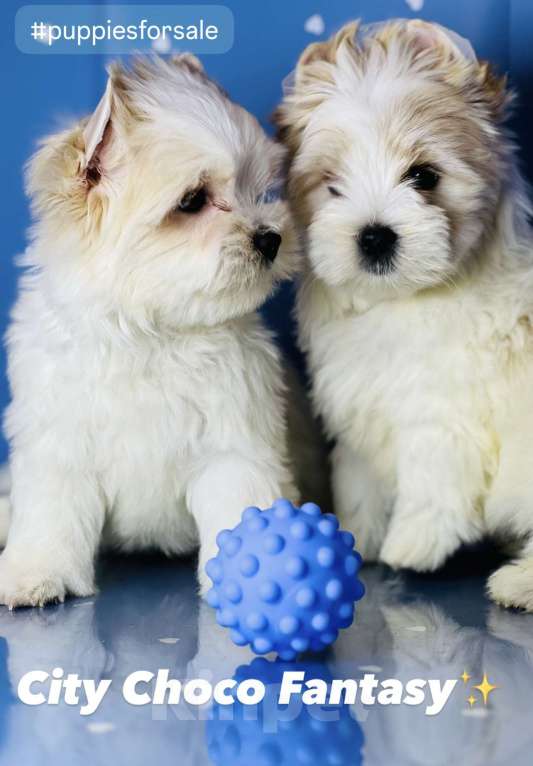 Собаки в Котельнике: Бело золотые йорки Голд Берри  Мальчик, 45 000 руб. - фото 2