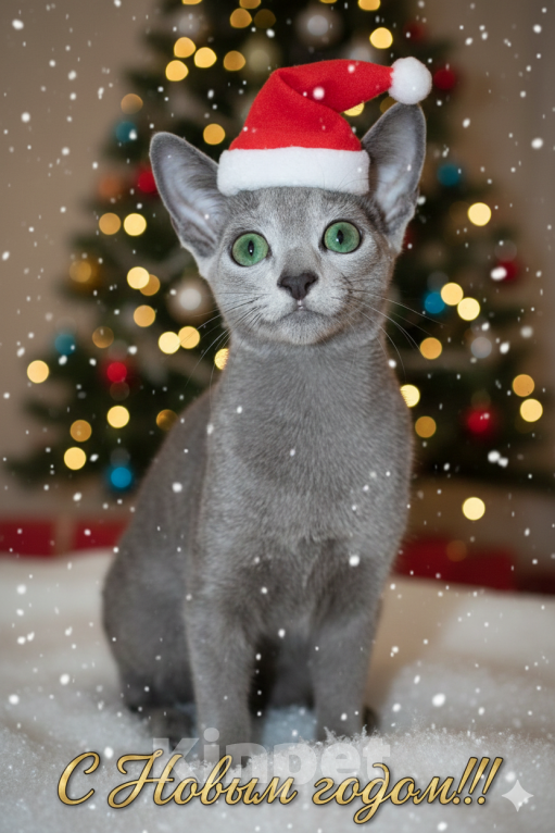 Кошки в Калининграде: Чистокровная Русская голубая девочка с еврородословной Девочка, 60 000 руб. - фото 2