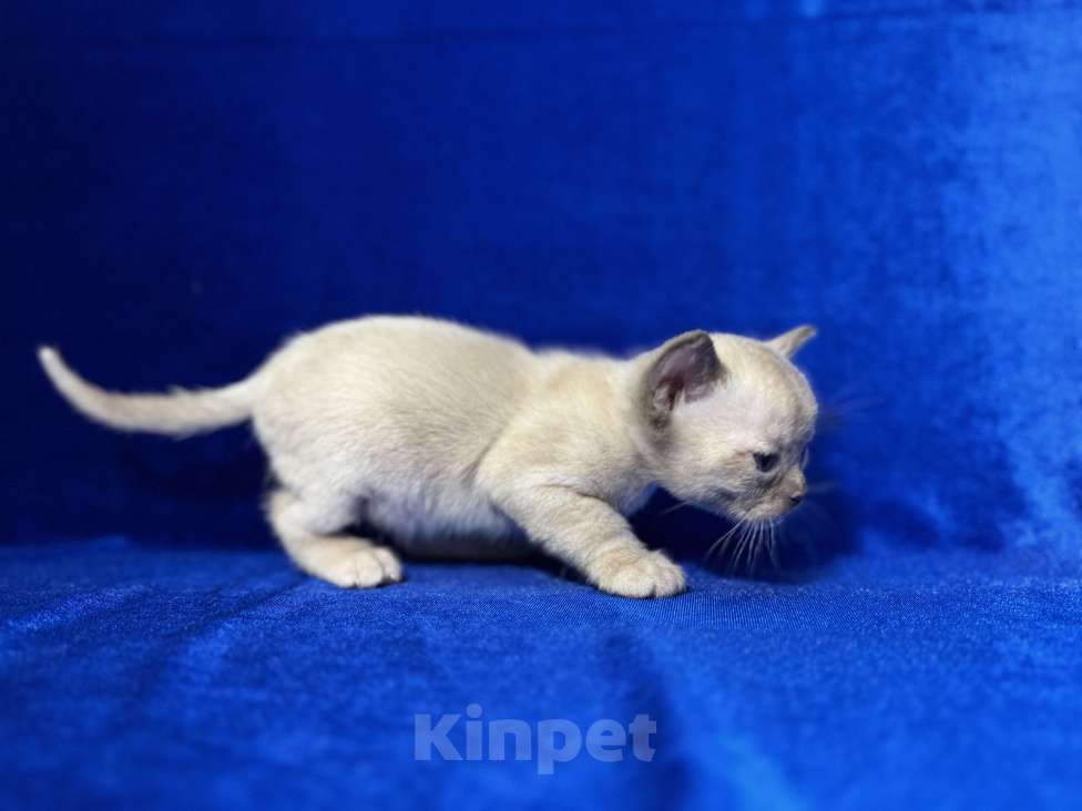 Кошки в Екатеринбурге: Клубные котята Европейской бурмы Мальчик, 60 000 руб. - фото 8