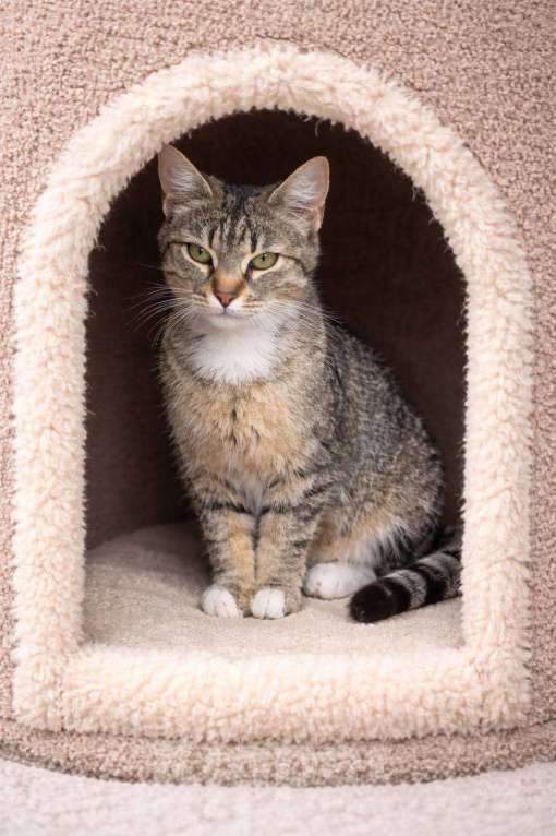 Кошки в Москве: Селин в поисках семьи Девочка, Бесплатно - фото 2