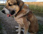 Собаки в Кохме: С.А.О вязка, 1 руб. - фото 5