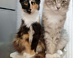 Кошки в Благодарном: Котенок мэйкун, 3 500 руб. - фото 2