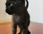 Кошки в Новосибирске: Черные котята, Бесплатно - фото 3