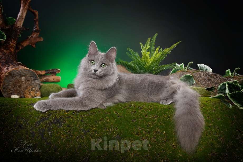 Кошки в Санкт-Петербурге: Котята нибелунги Девочка, 40 000 руб. - фото 2