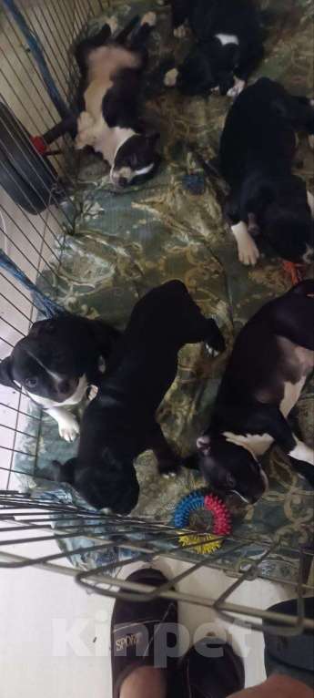 Собаки в Ростове-на-Дону: Стаффордширский бультерьер Девочка, 50 000 руб. - фото 2