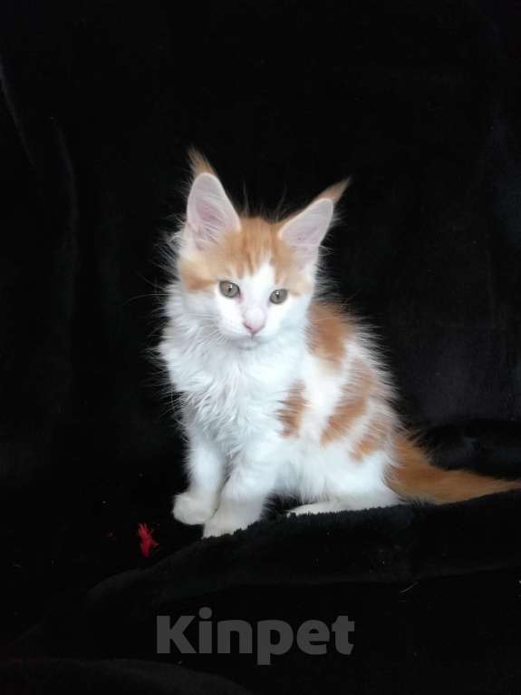 Кошки в Перми: Котенок Мейн-Кун Мальчик, 20 000 руб. - фото 2