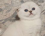 Кошки в Москве: Шотландская вислоухая девочка окрас поинт ( как сиамский ) Девочка, 50 000 руб. - фото 2