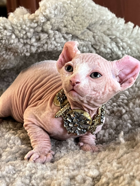 Кошки в Москве: Букет  Мальчик, 40 000 руб. - фото 5