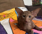 Кошки в Москве: Ориентальный котенок Девочка, 50 000 руб. - фото 2