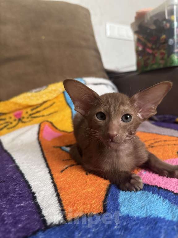 Кошки в Москве: Ориентальный котенок Девочка, 50 000 руб. - фото 2