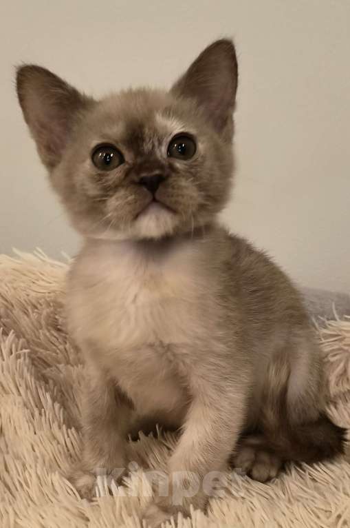 Кошки в Краснодаре: Шоколадные черепахи Девочка, Бесплатно - фото 4