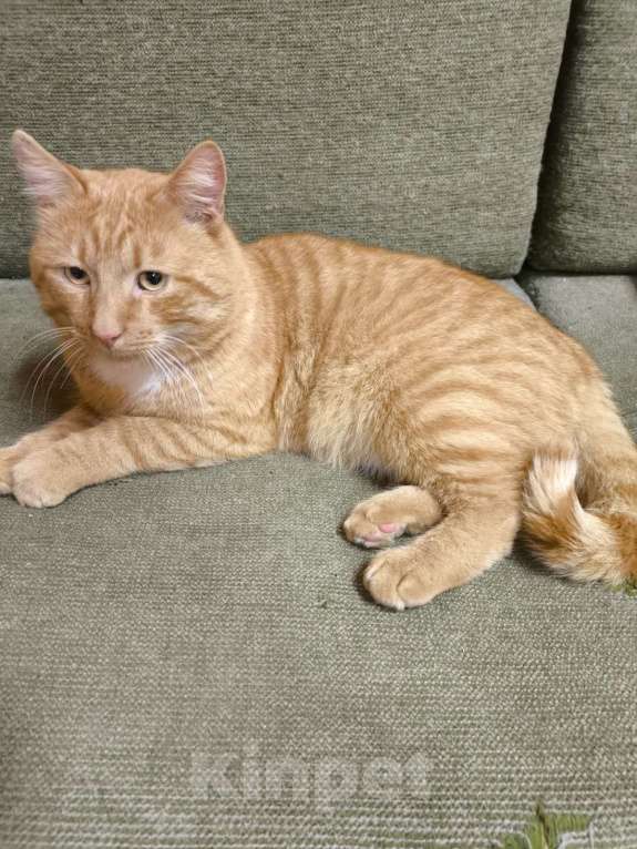 Кошки в Санкт-Петербурге: Рыжий кот в добрые руки Мальчик, Бесплатно - фото 1