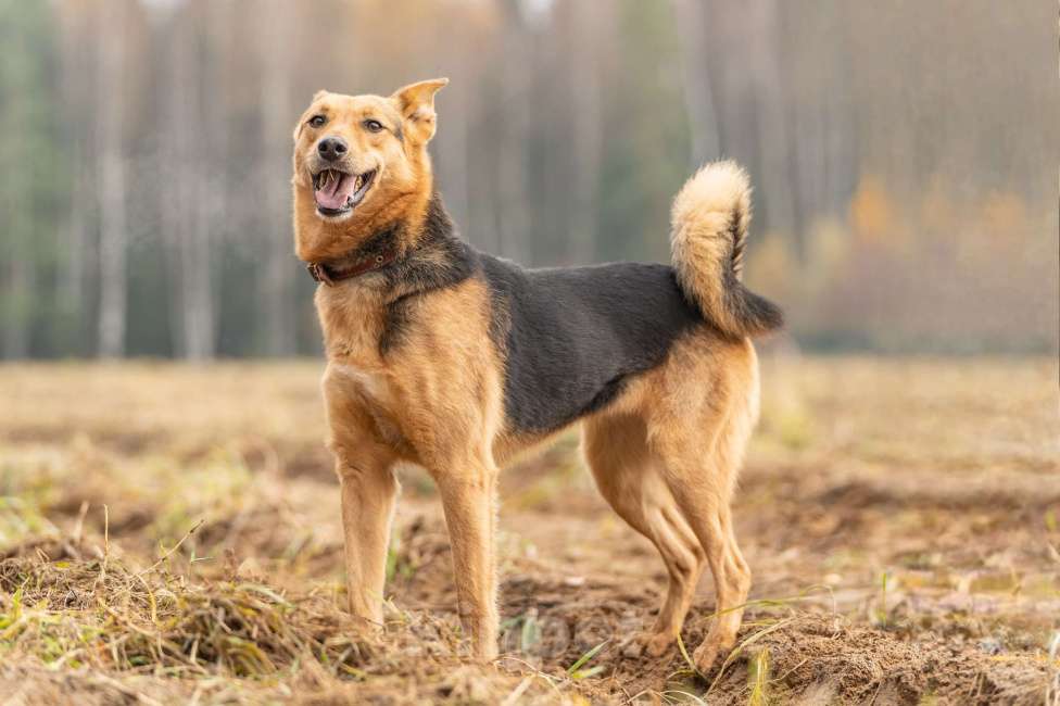 Собаки в Клине: Эрика — замечательная собака Девочка, Бесплатно - фото 1