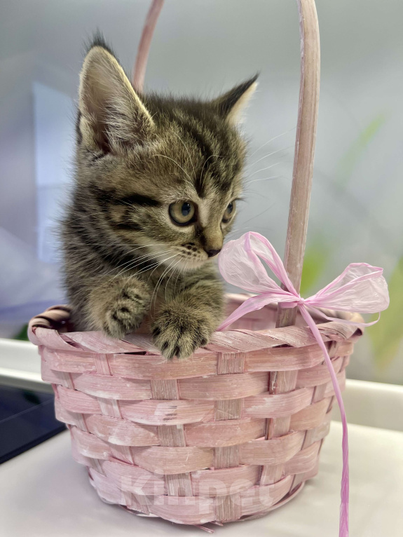 Кошки в других городах Московской области: Кошечка шотландская (помесь) Девочка, 2 000 руб. - фото 2