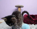 Кошки в Санкт-Петербурге: Котёнок 6 недель. мальчик Мальчик, Бесплатно - фото 2