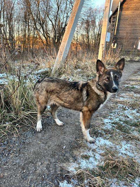 Собаки в Москве: Изящная собака Милка в добрые руки Девочка, Бесплатно - фото 5