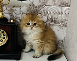 Кошки в Краснодаре: Предлагаю к продаже котят золотой шиншиллы Девочка, 18 000 руб. - фото 4