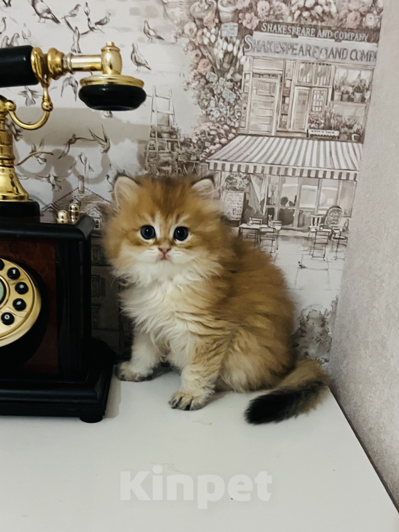 Кошки в Краснодаре: Предлагаю к продаже котят золотой шиншиллы Девочка, 18 000 руб. - фото 4
