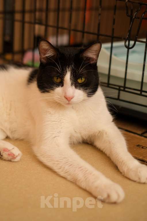 Кошки в Санкт-Петербурге: Бонифаций из приюта в добрые руки Мальчик, Бесплатно - фото 10