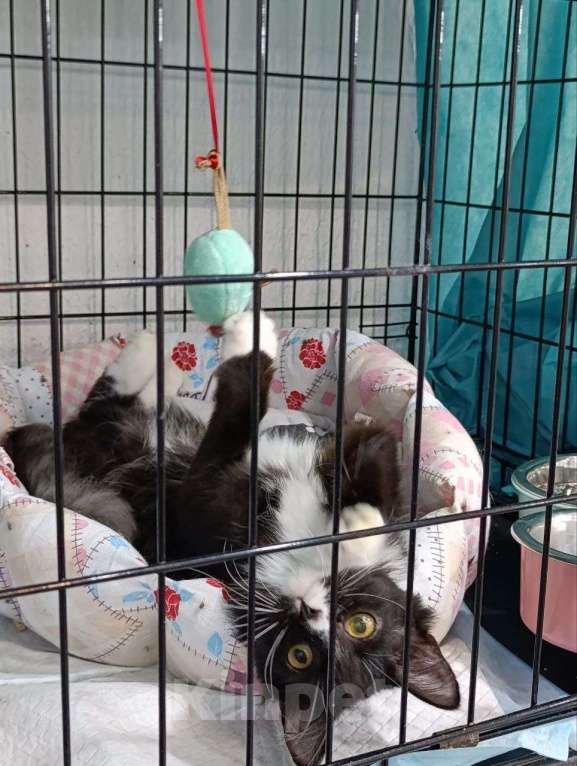 Кошки в Мурином: Ищем девочке своих любящих родителей Девочка, Бесплатно - фото 3