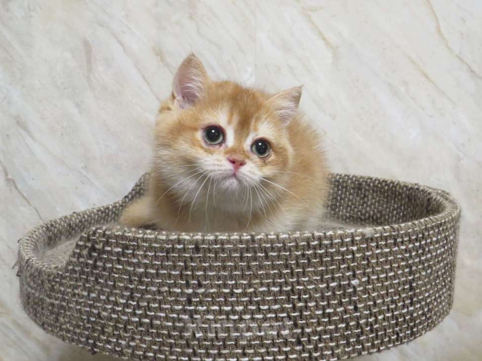 Кошки в Москве: шотландская золотая кошечка Девочка, Бесплатно - фото 2