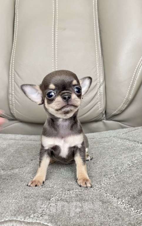 Собаки в Люберцах: Чихуахуа мини Девочка, 120 000 руб. - фото 4