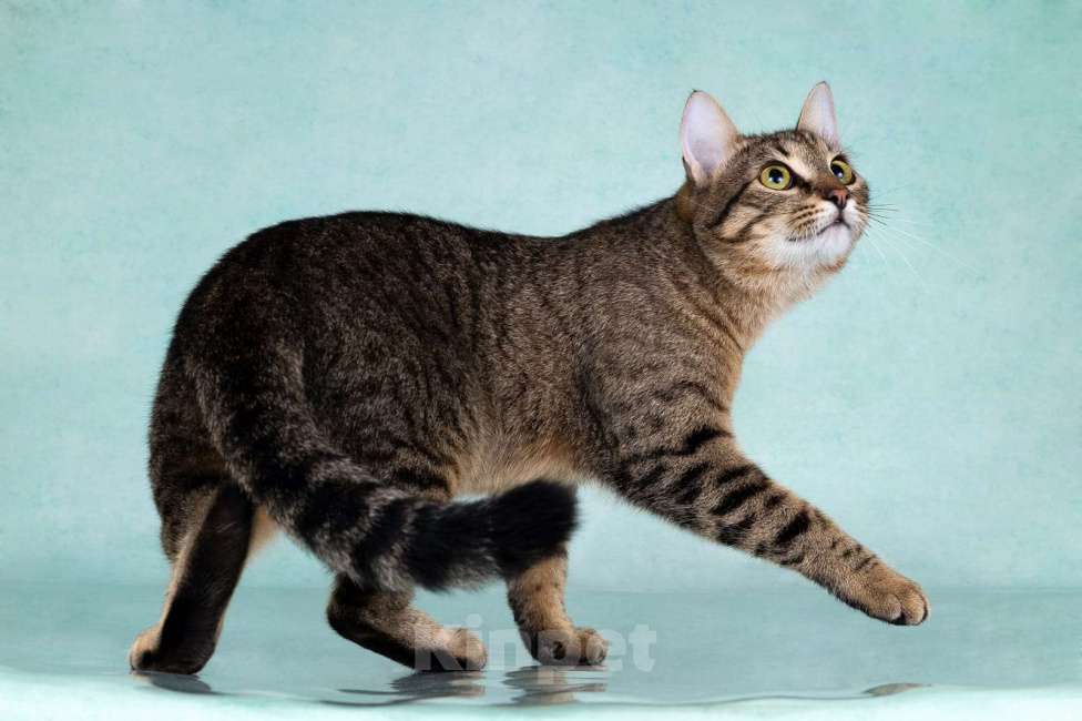 Кошки в Москве: Веселый котенок-подросток Купер в добрые руки Мальчик, Бесплатно - фото 2