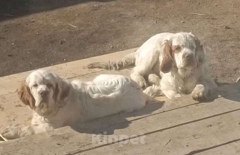 Собаки в Чите: Продам щенка Мальчик, 35 000 руб. - фото 6