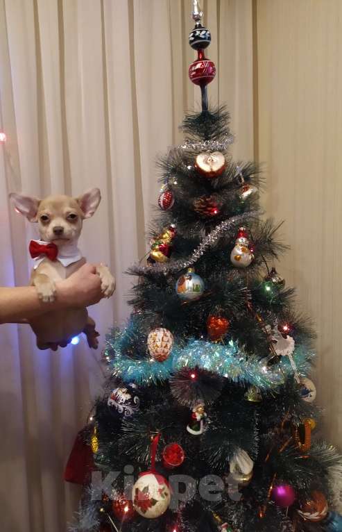 Собаки в Москве: Лиловый гш мальчуган крупный  Мальчик, 45 000 руб. - фото 8