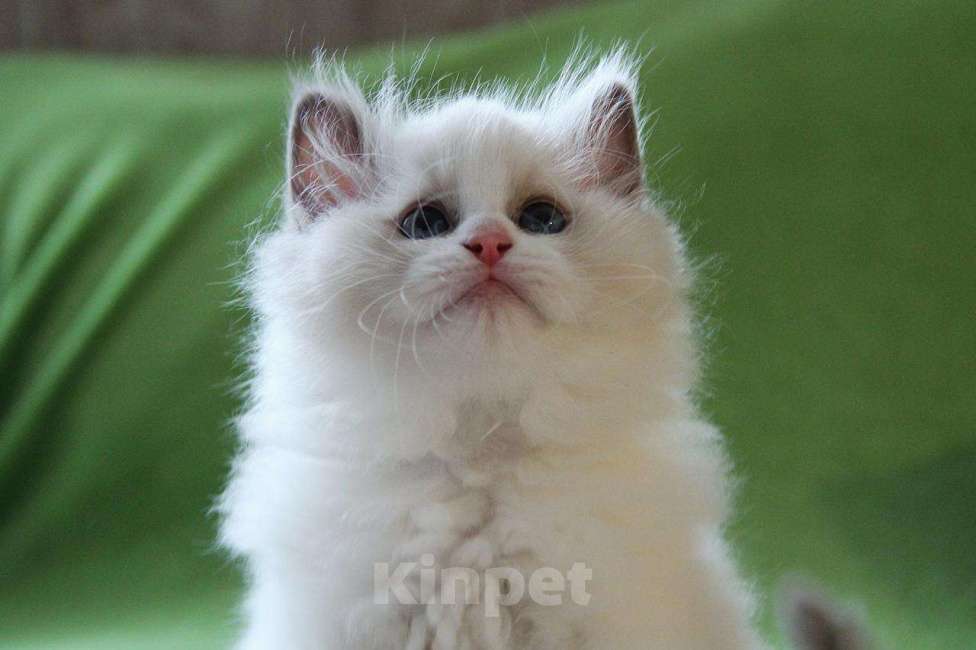 Кошки в Санкт-Петербурге: Рэгдолл Мальчик, Бесплатно - фото 7