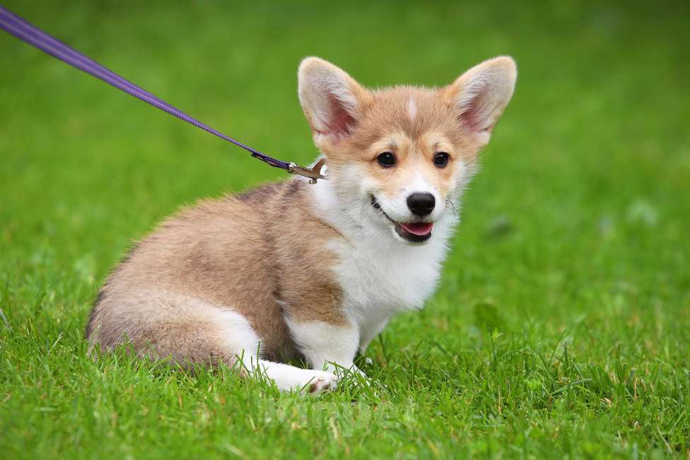 Собаки в Москве: Вельш корги пемброк мальчик Мальчик, 45 000 руб. - фото 6