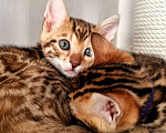 Кошки в Екатеринбурге: Honey Moon от TatiBro's - бенгальская кошечка Show - класса Девочка, 75 000 руб. - фото 4
