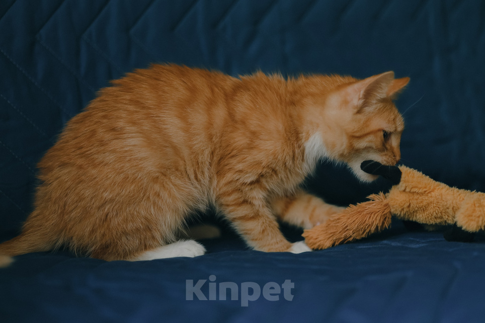 Кошки в Клине: Морис — добродушный рыжик, который принесёт в дом уют и радость Мальчик, Бесплатно - фото 9