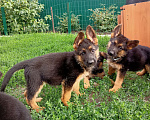 Собаки в Омске: Девочка 2 Девочка, Бесплатно - фото 3