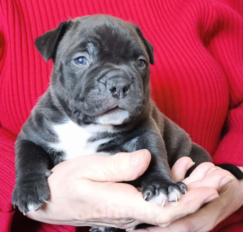 Собаки в Саратове: Ам булли покет мальчики Мальчик, Бесплатно - фото 2