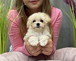 Собаки в Москве: Мальтипу девочка 1 Девочка, 180 000 руб. - фото 4