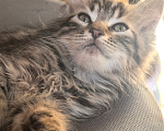 Кошки в Белореченске: Котята мейн-кун Разнополые, 10 000 руб. - фото 3