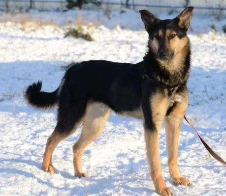 Собаки в Москве: Тоби Девочка, Бесплатно - фото 2