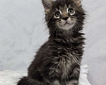 Кошки в Санкт-Петербурге: Чистокровные породистые котята Мейн-кун Мальчик, Бесплатно - фото 4